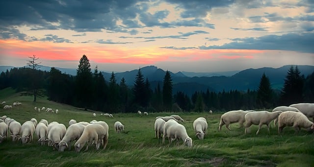 Free sheep hall west illustration