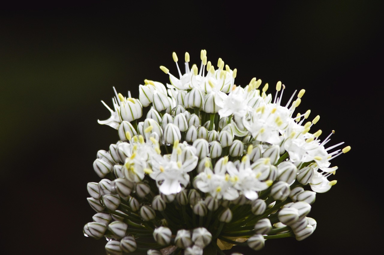 Onion Flower Bud Free photo on Pixabay Pixabay