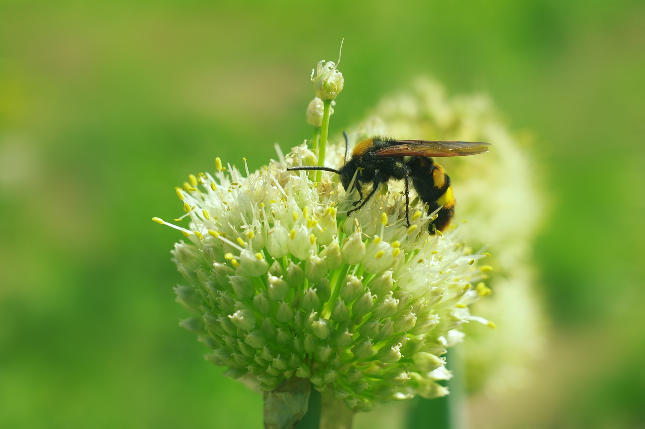 昆虫 大黄蜂 动物 - Pixabay上的免费照片 - Pixabay