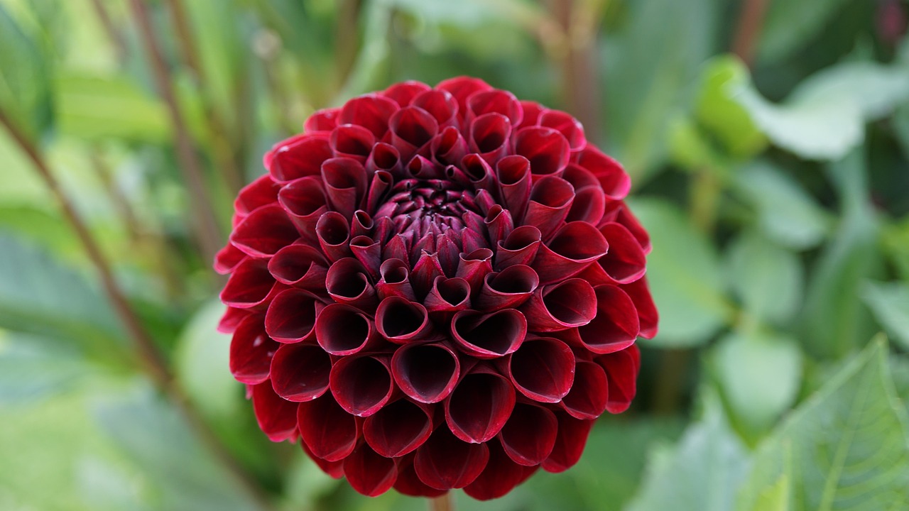 ダリア 花 赤 Pixabayの無料写真