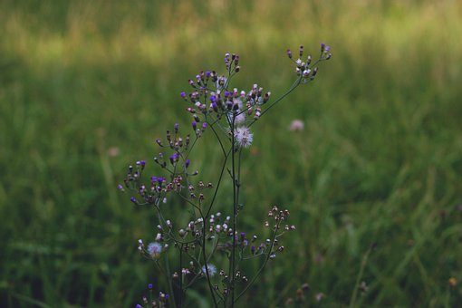 Free Wild Flowers Field photo and picture