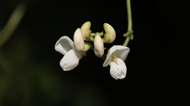 ดอกไม้, ถั่ว, ดอกไม้สวย, ปลูก, ธรรมชาติ