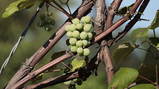 Gjeng Druer, Frukt, Gjeng, Vinranke