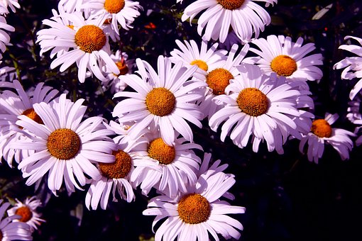 Free Daisies Flowers photo and picture