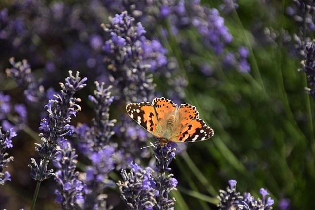 Schmetterling, Blumentapete, Insekt