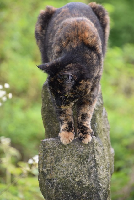 Schildpatt-Katze, Tier, Katze, Haustier
