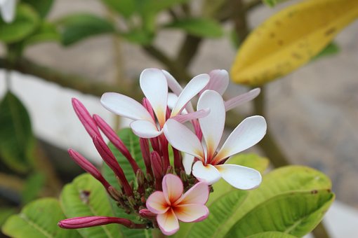 Plumeria, In, Frangipani, Bloemen