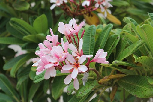 Plumeria, Rode Plumeria, Flo, Rood