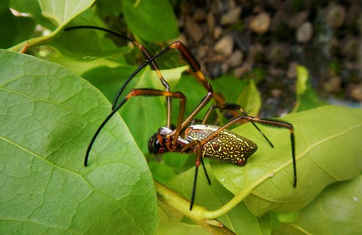 Free Spider The Golden Silk Nephila Clavipes photo and picture