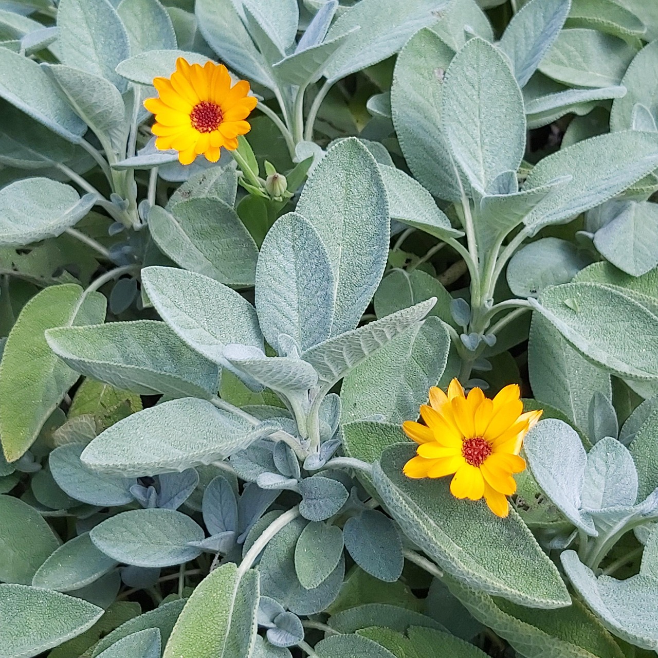 100 + 무료 Sage Leaves & 세이지 이미지 - Pixabay