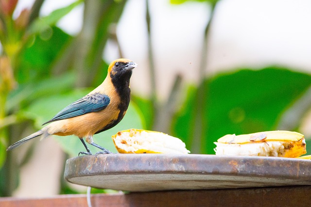 Free It Came In Yellow Tropical Birds photo and picture