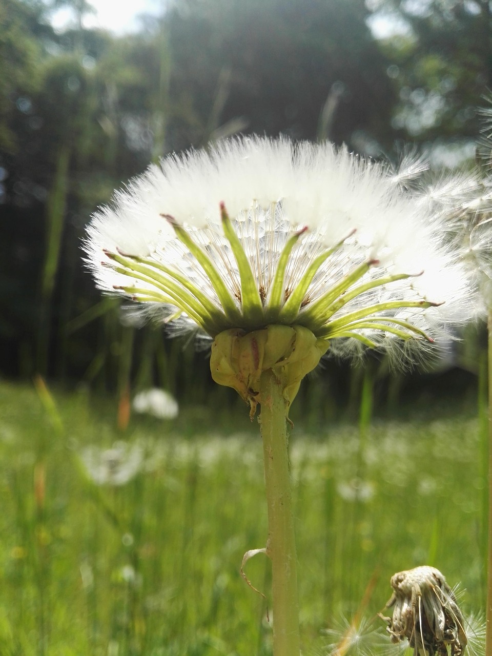 Dandelion, Nature, Green, Pusteblume