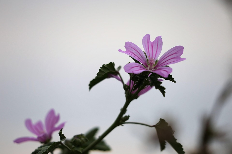 自虐岳母小说