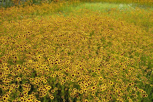 Huang, Flores, Verde, Natural, Primavera