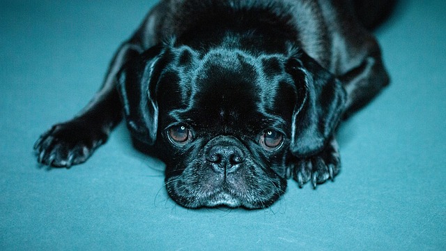 Free Pug Black Pug photo and picture