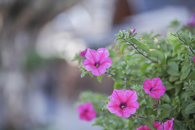 Free The Flowers In The Winter Tourism photo and picture