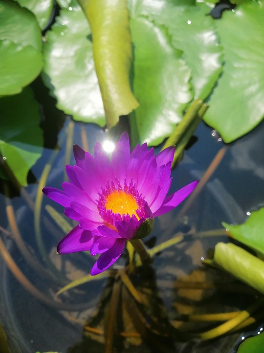 Lotus Fleur La De Violette - Photo gratuite sur Pixabay - Pixabay