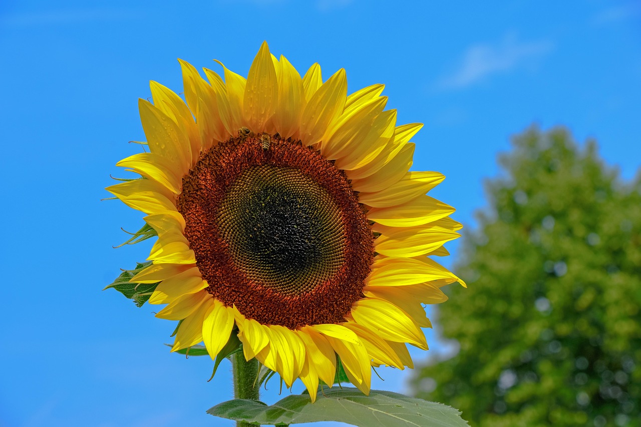 Sunflower Yellow Nature - Free photo on Pixabay - Pixabay