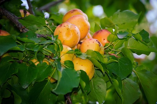 Free Apricots Tree photo and picture