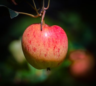 Free Orchard Apple photo and picture