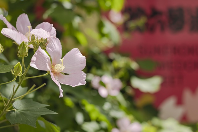 Free In The Early Summer Flour photo and picture