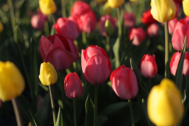 Free Flowers Tulips photo and picture