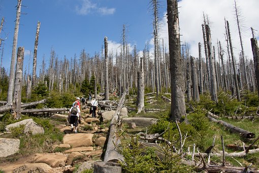 Morte Da Floresta, Trilha, Pedregoso