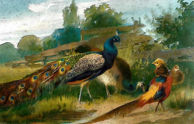 Free peacock and golden pheasant bird outdoor illustration