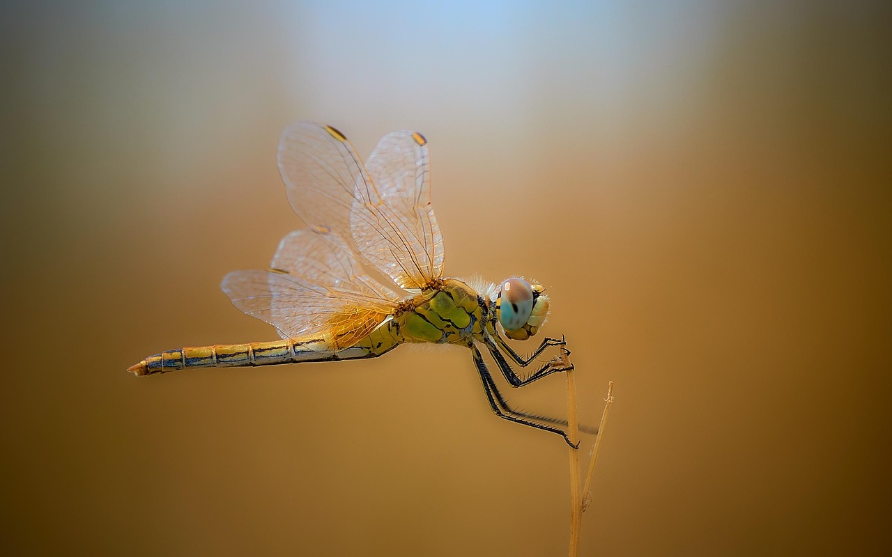 昆虫 蜻蜓 自然 - Pixabay上的免费照片 - Pixabay