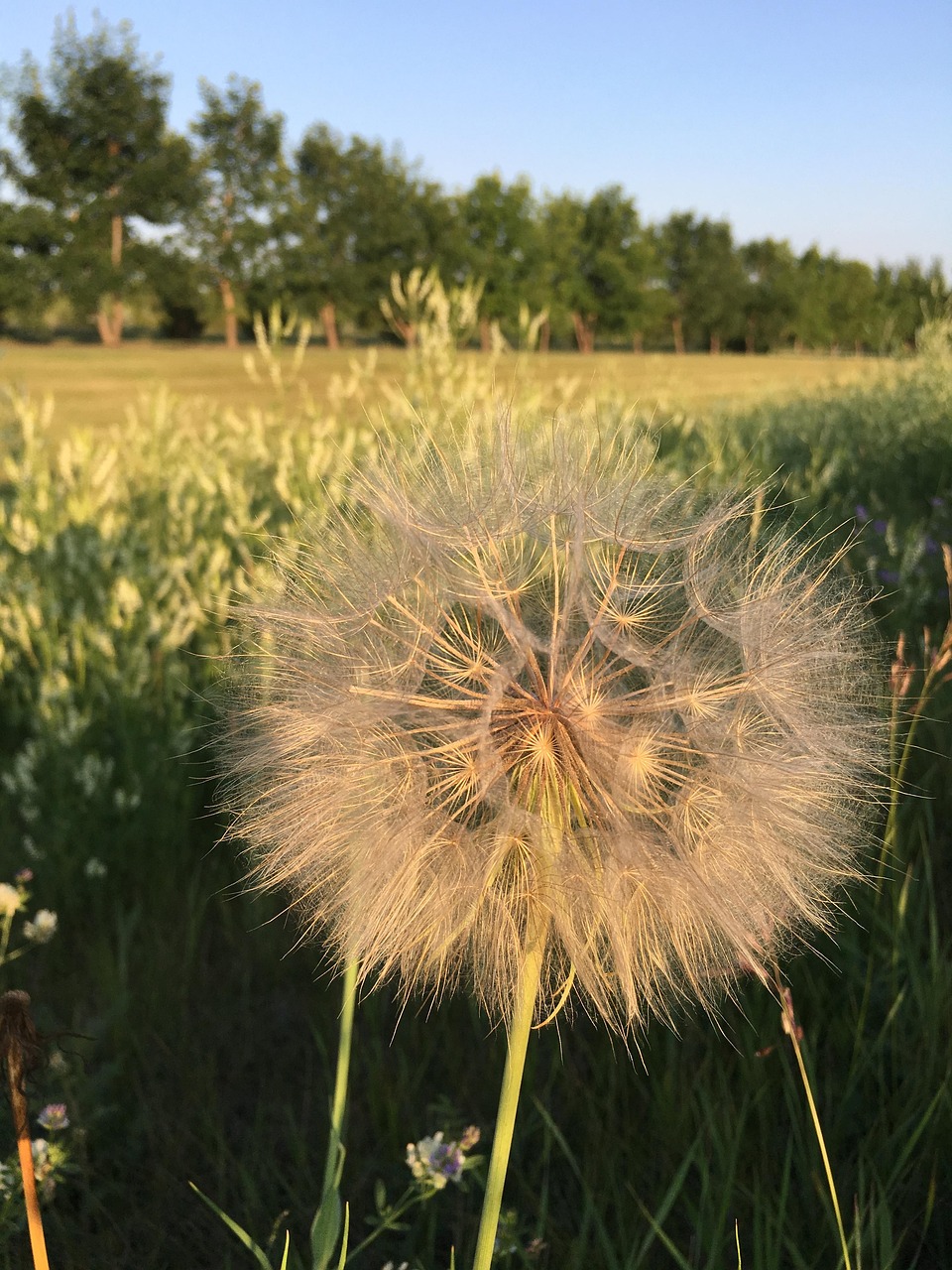 Pissenlit Duveteux Des Graines Photo gratuite sur Pixabay Pixabay — free download