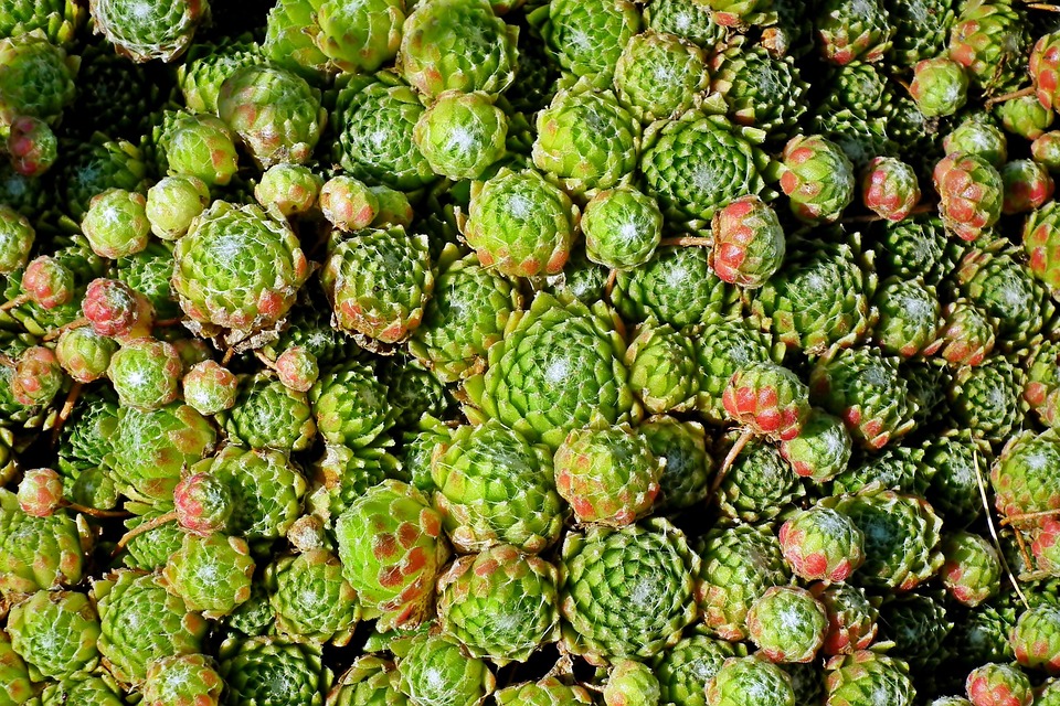 Lev Rojnik Rojnik Plantar Natureza - Foto gratuita no Pixabay - Pixabay