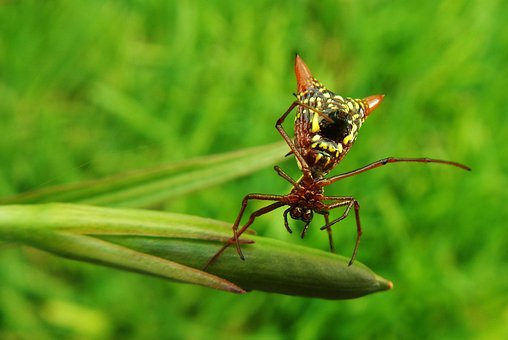 Free Micrathena Sagittata Spider Arrowhead photo and picture