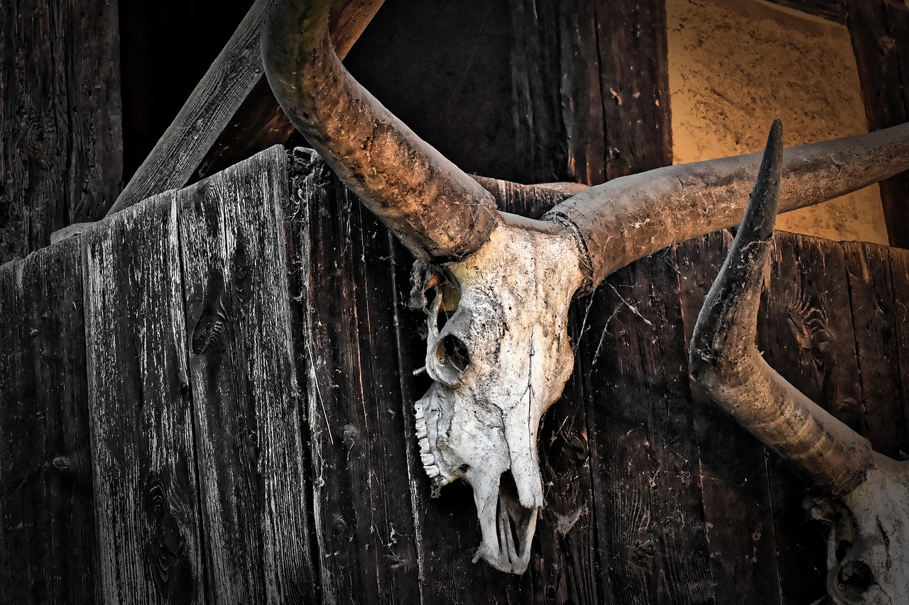 Skull - free online jigsaw puzzle photo