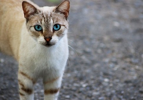 Free Cat Feline photo and picture