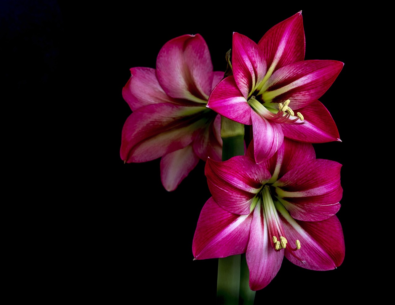 Amaryllis Hippocampus Rot - Kostenloses Foto auf Pixabay