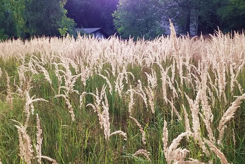 Free Nature Grass photo and picture