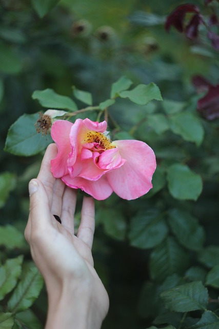 Free Flower Flowers photo and picture