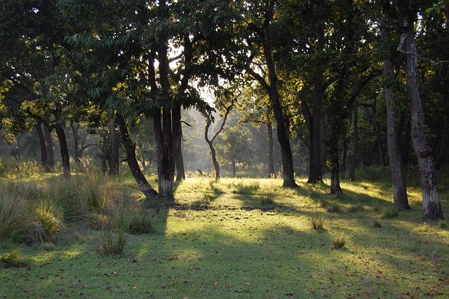 Free Wood Landscape photo and picture