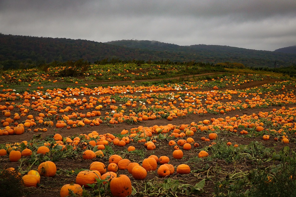 Pumpkin Patch - Free photo on Pixabay - Pixabay