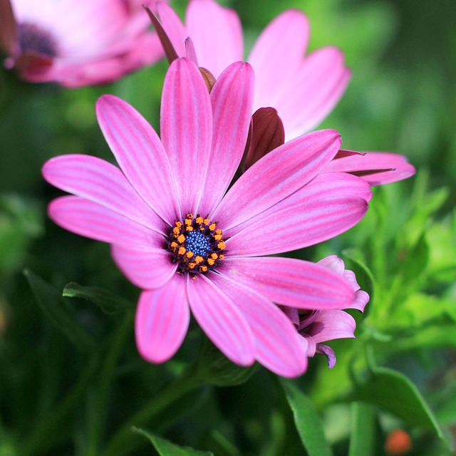 Free Flower Daisy photo and picture