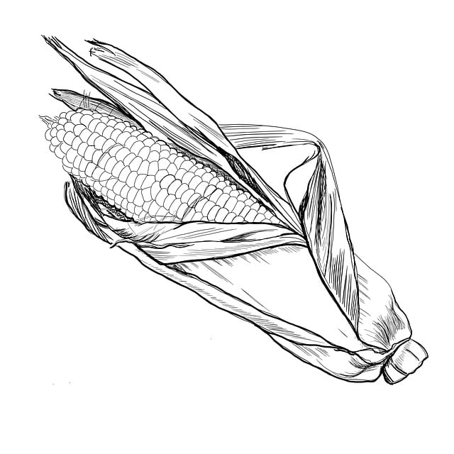 Free corn line art drawing illustration