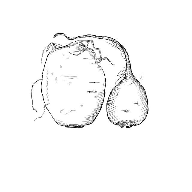 Free beet radish art illustration