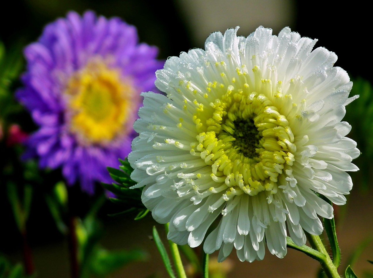 steres Flores Colorido Foto Gratuita No Pixabay Pixabay steres Flores Colorido Foto Gratuita No Pixabay Pixabay