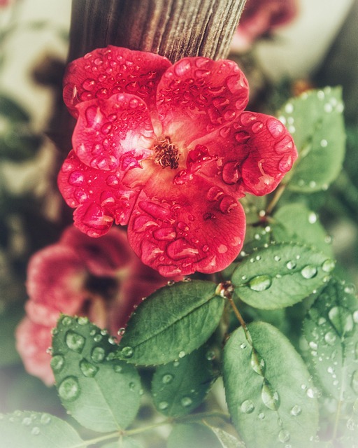 Free Rose Happy Mothers Day photo and picture