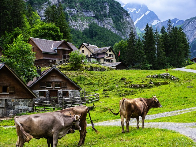 Vacă, Munte, Alpi, Peisaj, Natură, Vaci