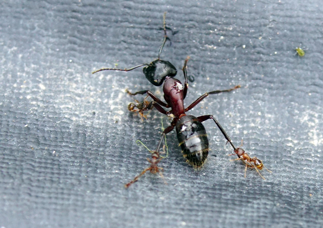Nature Insect Ant - Free photo on Pixabay - Pixabay