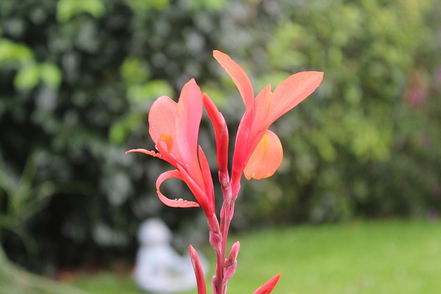 Free Flower Blossom photo and picture