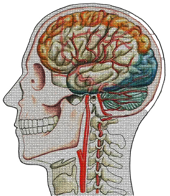 Free Head Skull illustration and picture