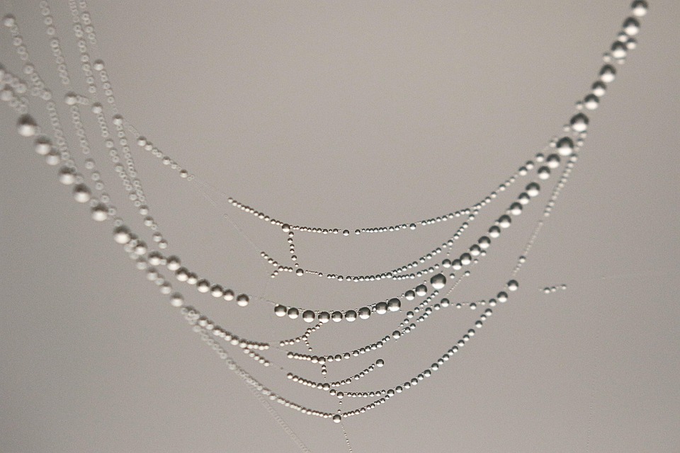 狗狗插逼