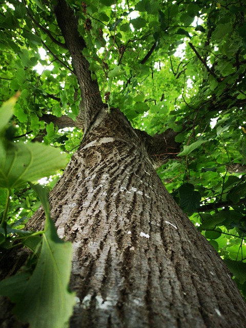 Baum, Blätter, Laub, Natur, Baum, Baum